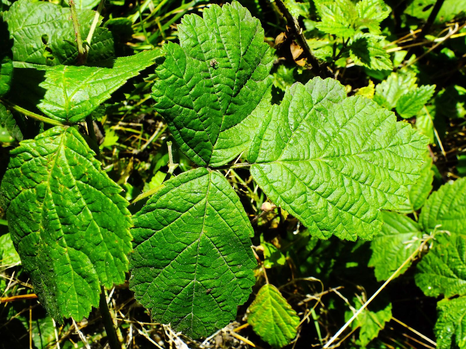 Rubus echinatus — search result for 'Rubus'
