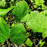 Rubus echinatus
