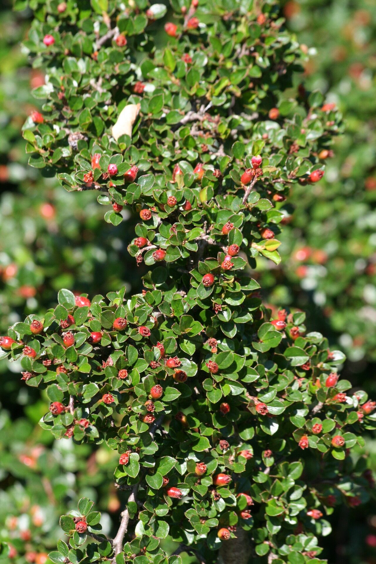 Cotoneaster apiculatus fruit