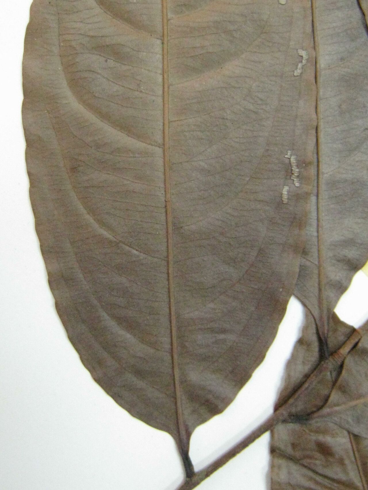 Ouratea melinonii other