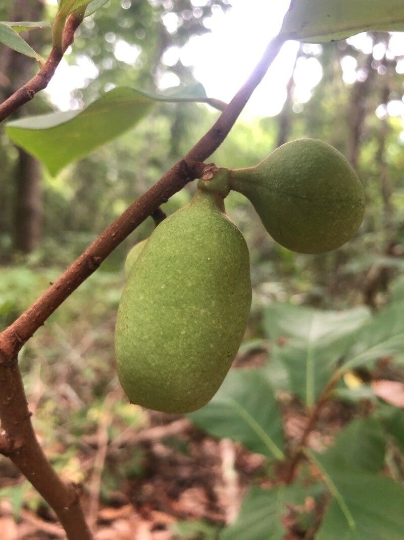 Asimina parviflora fruit