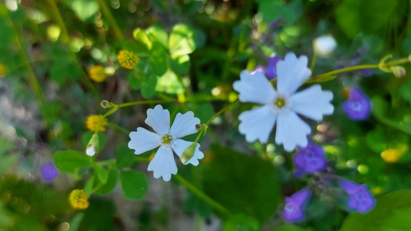 Silene alpestris flower