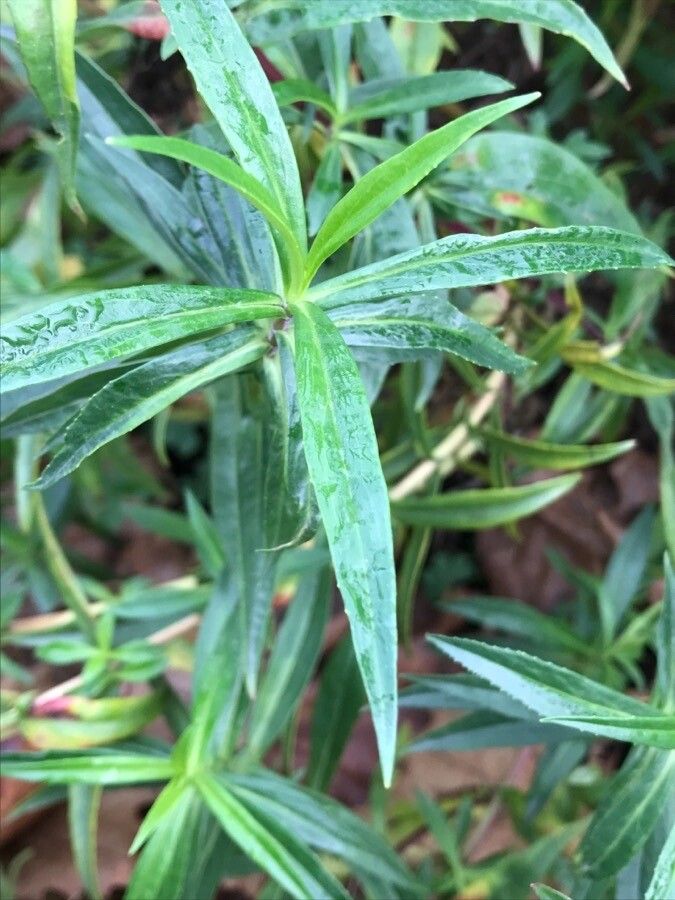 Penstemon gentianoides — search result for 'Penstemon'