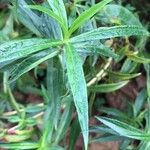 Penstemon gentianoides