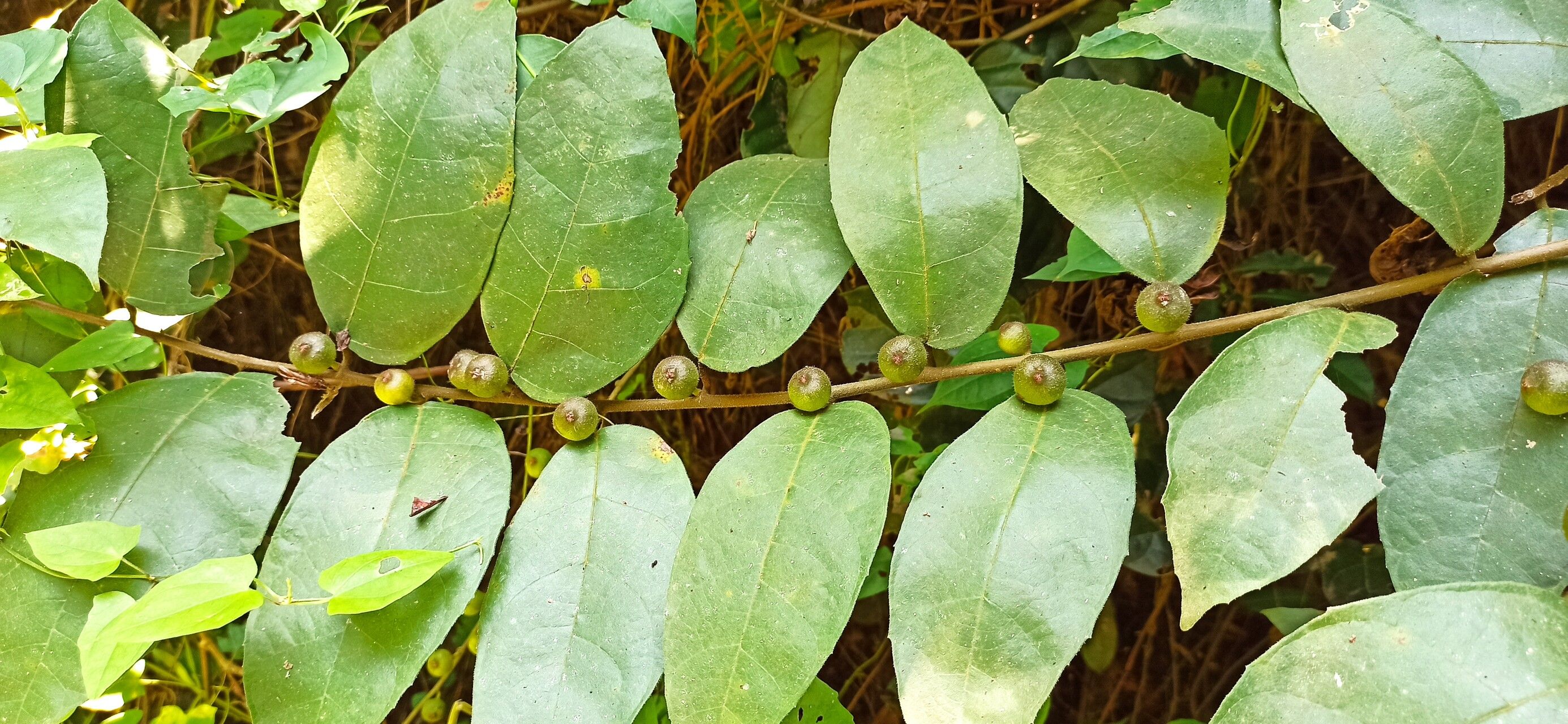 Ficus asperifolia — houseplant care guide