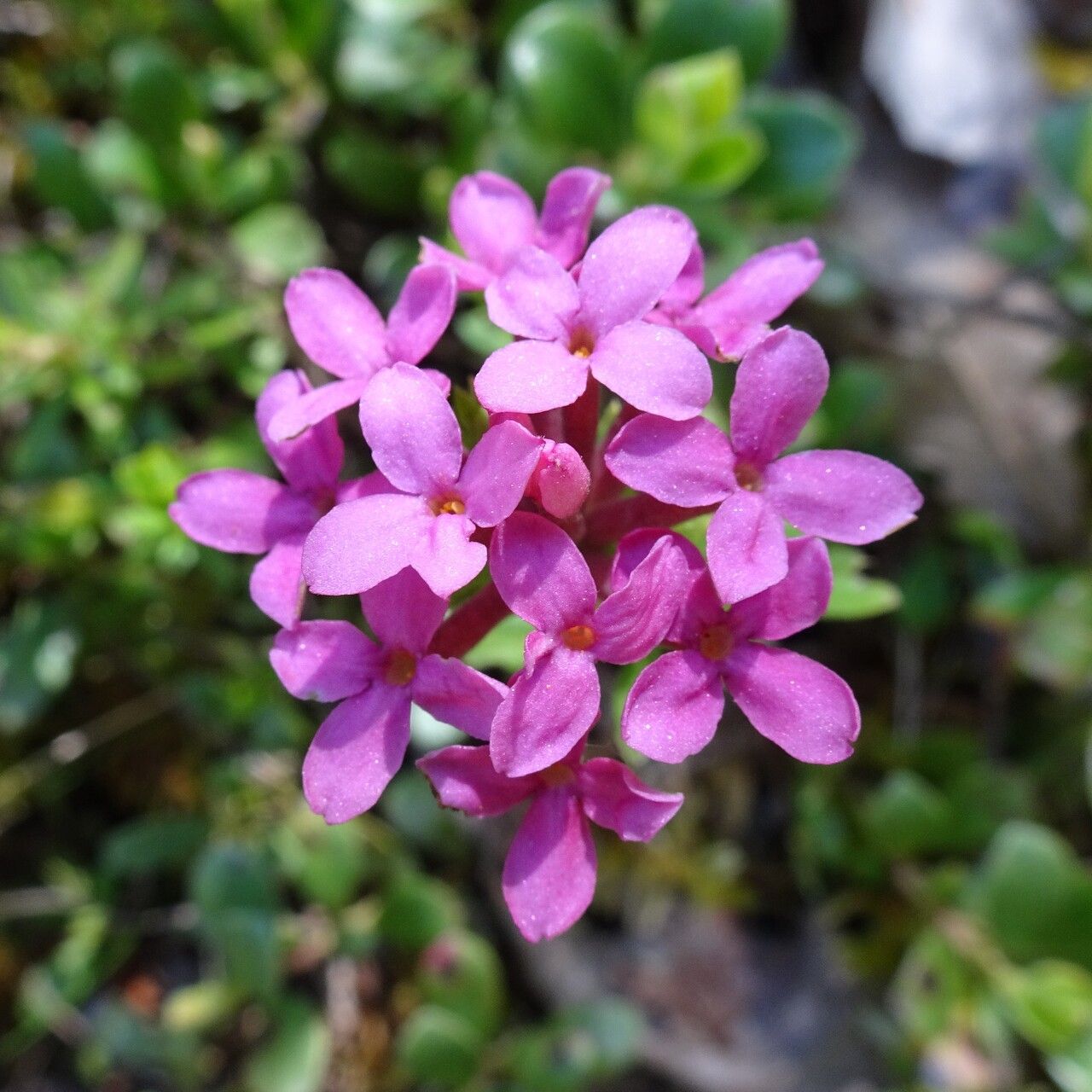 Daphne cneorum flower