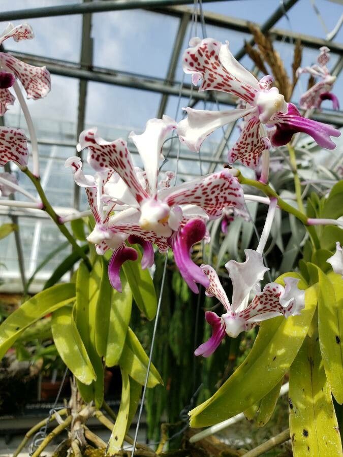 Vanda tricolor flower