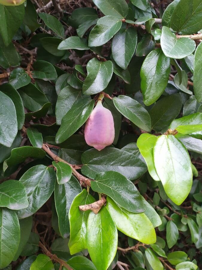 Ficus repens flower