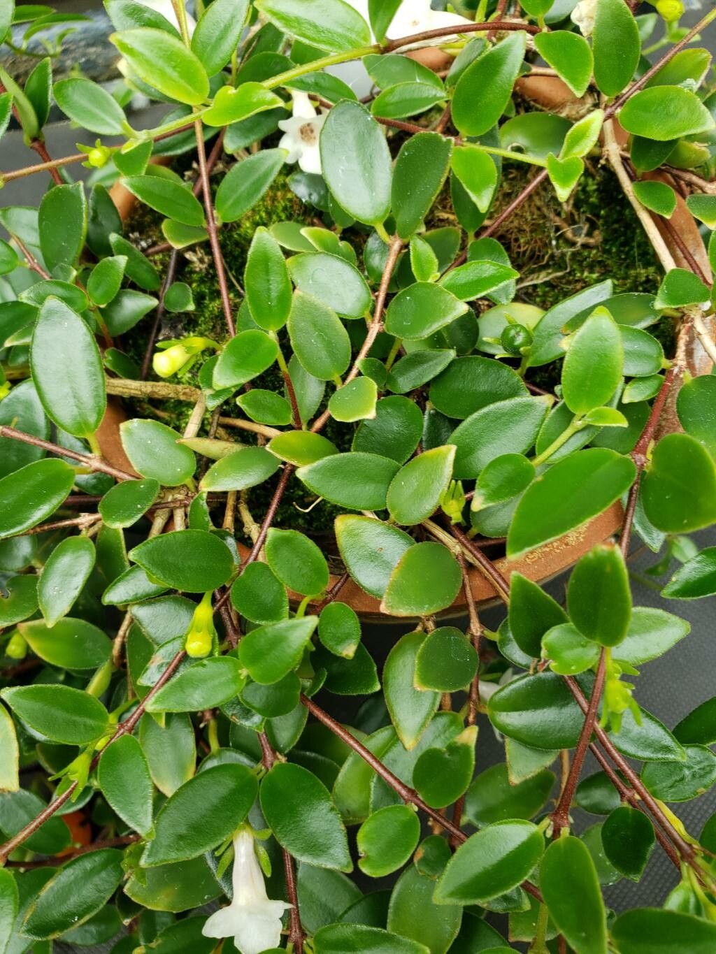 Codonanthe gracilis — pet friendly houseplant