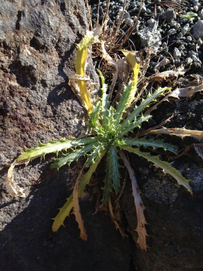 Cirsium spinosissimum leaf