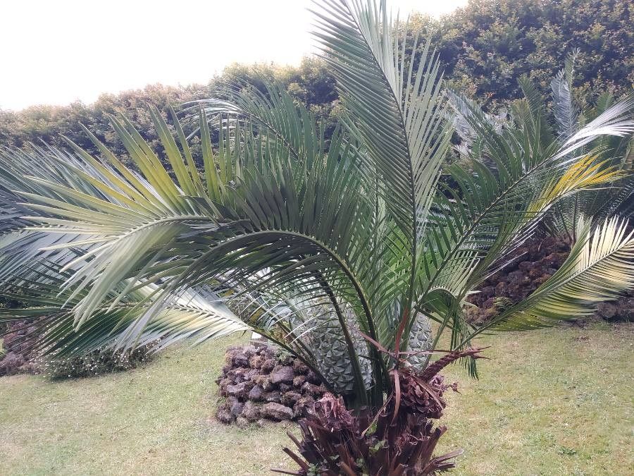 Macrozamia riedlei leaf