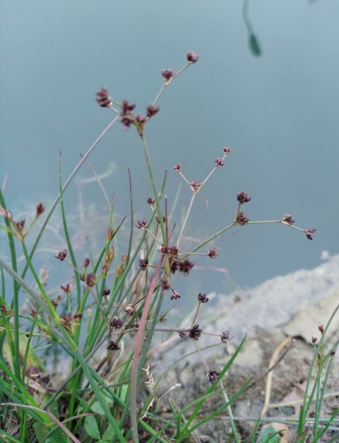 Juncus articulatus fruit