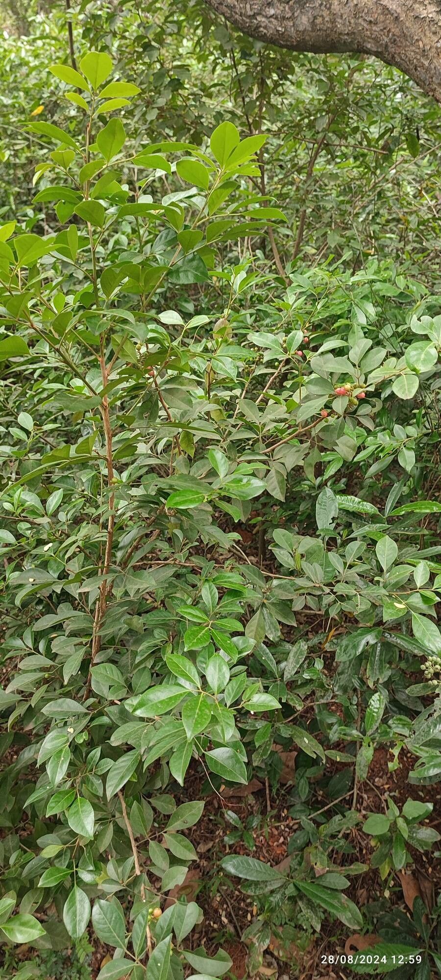 Glycosmis mauritiana leaf