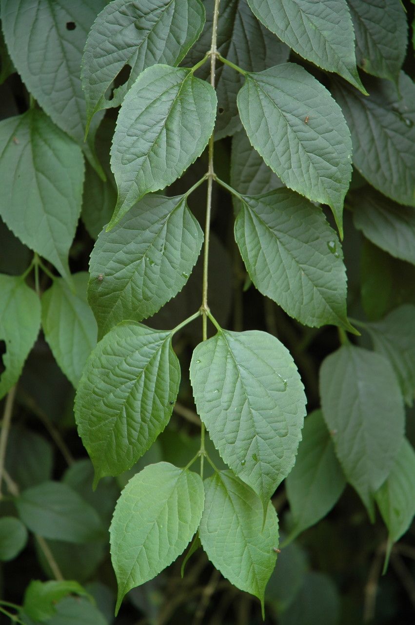 Holmskioldia sanguinea leaf