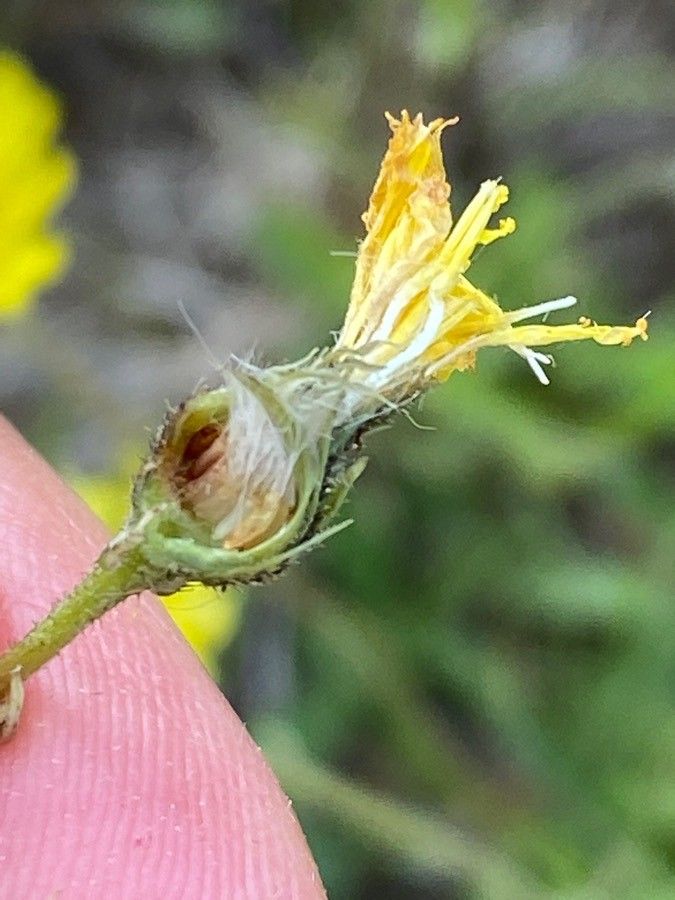 Pilosella lactucella fruit