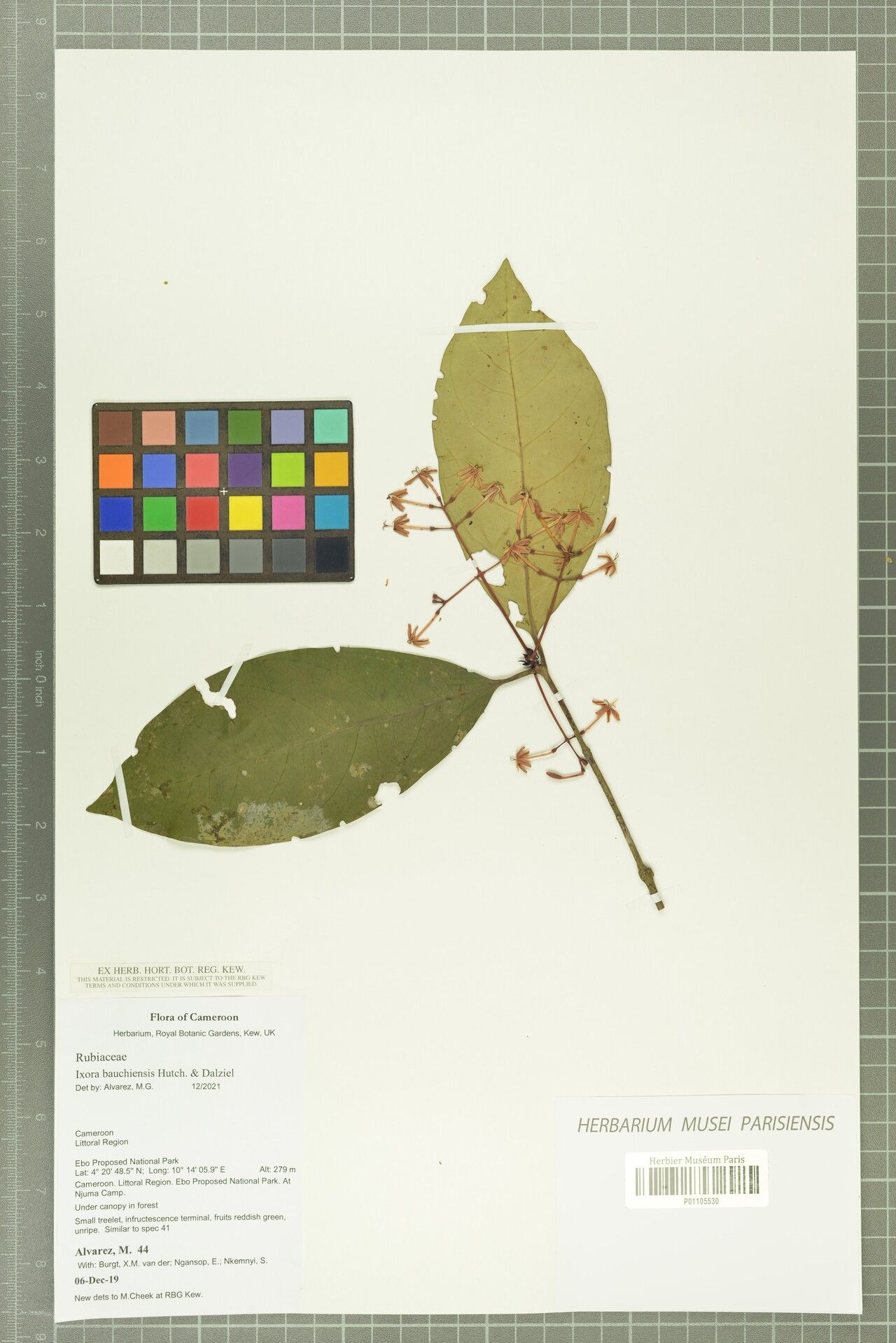 Ixora bauchiensis — houseplant care guide