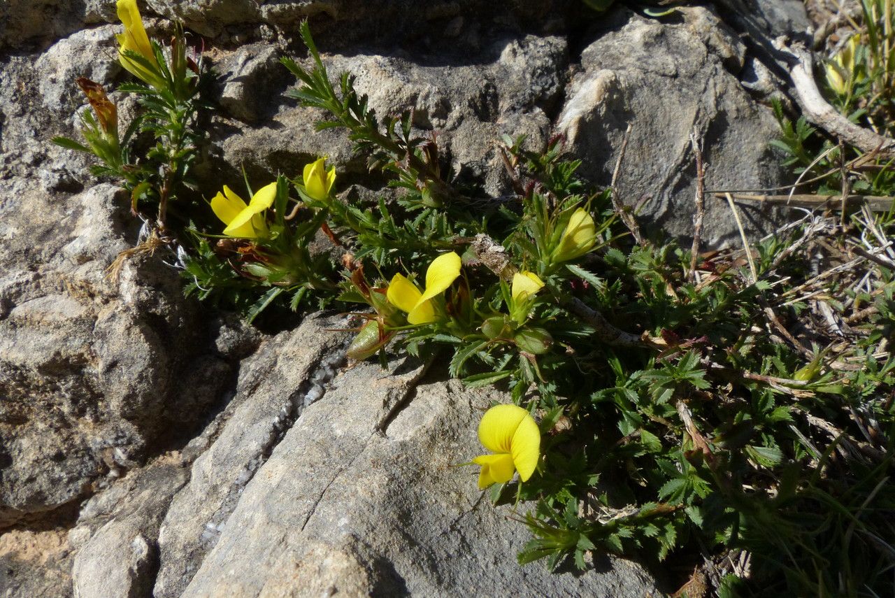 Ononis minutissima — houseplant care guide