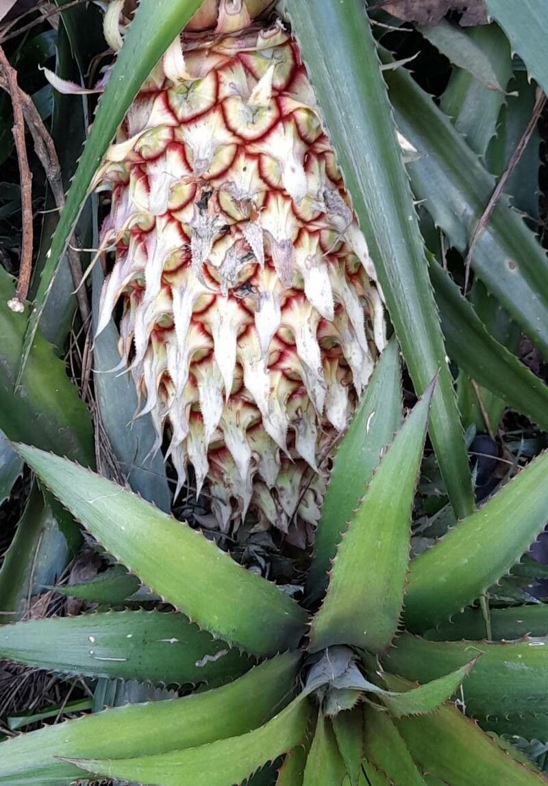 Ananas macrodontes fruit