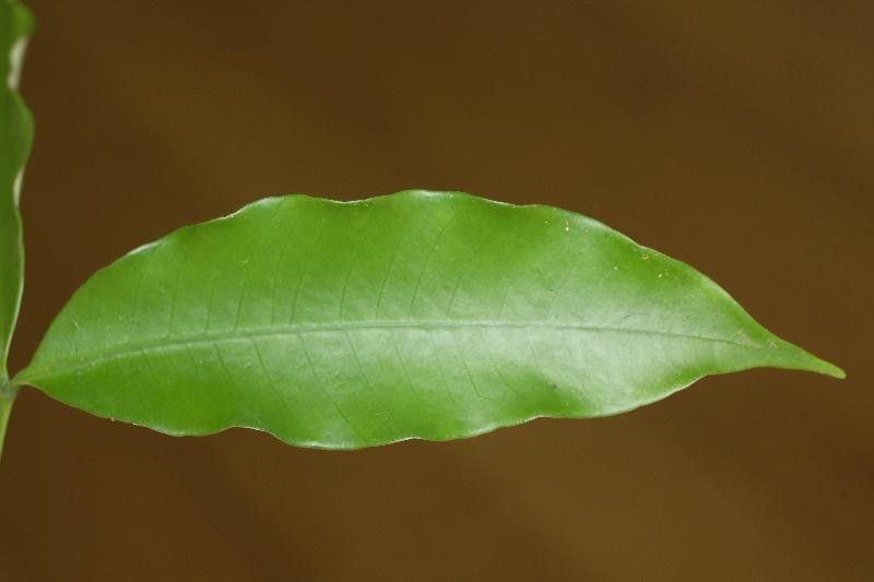 Bonafousia undulata leaf