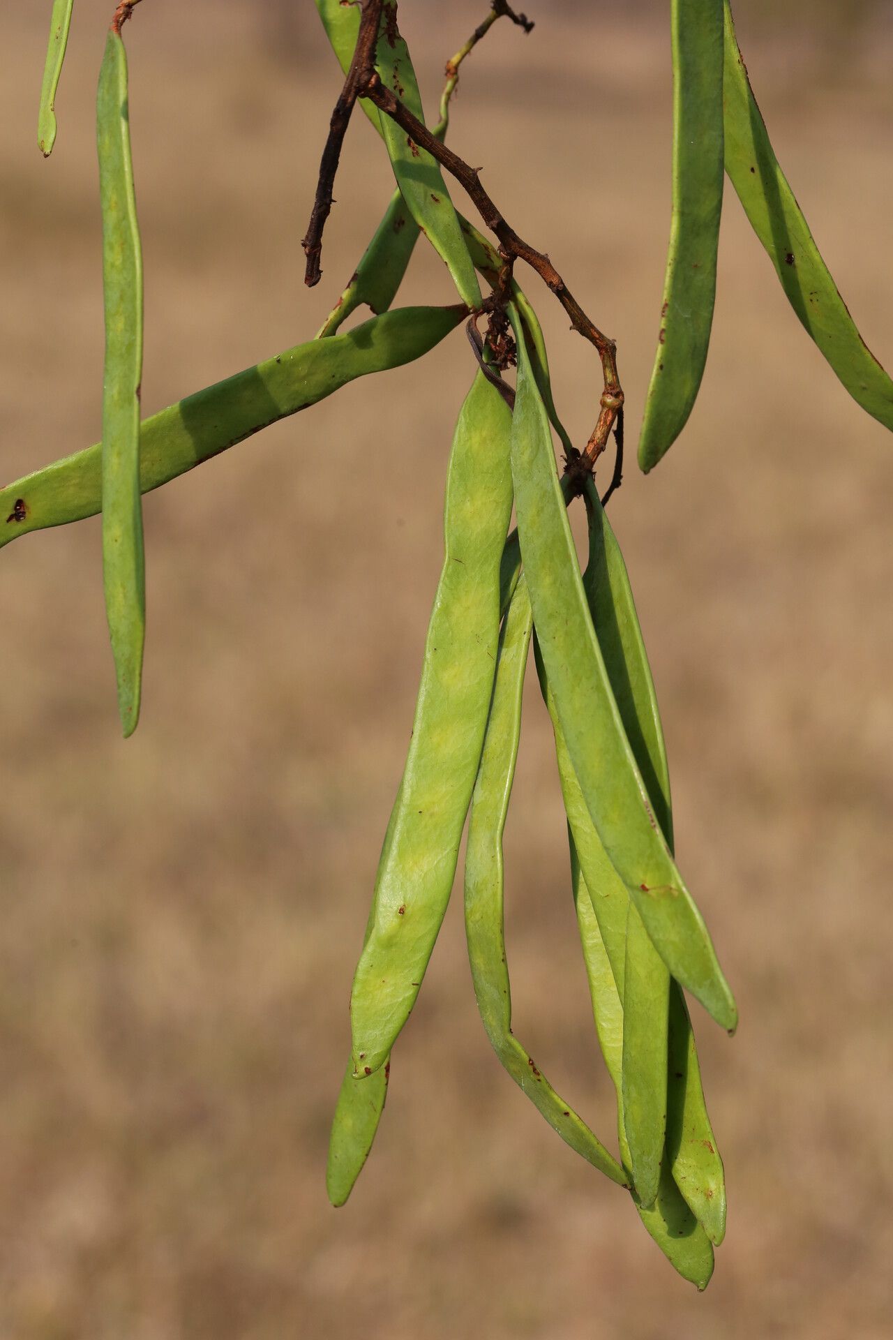 Vachellia amythethophylla fruit