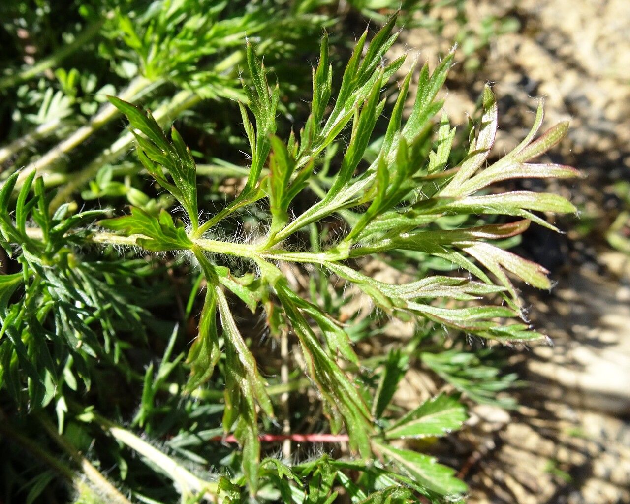 Anemone pulsatilla — search result for 'Anemone'