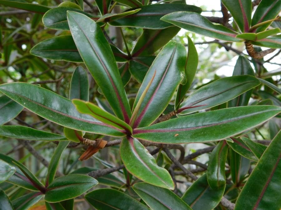 Foetidia rodriguesiana leaf