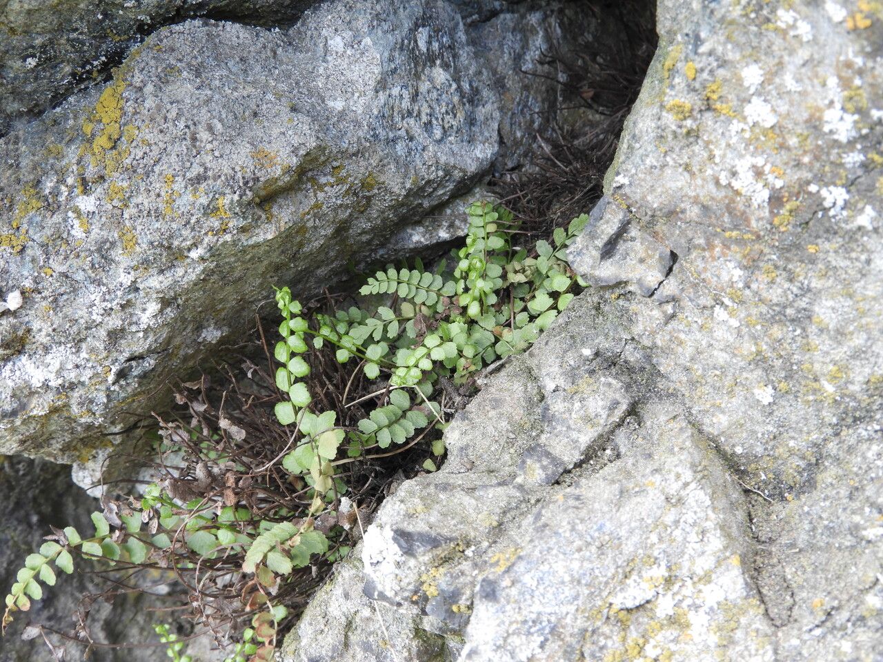 Asplenium adulterinum