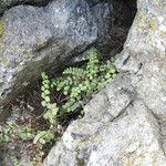 Asplenium adulterinum