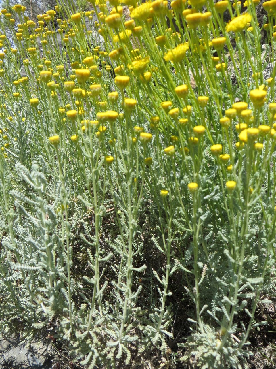 Santolina corsica habit