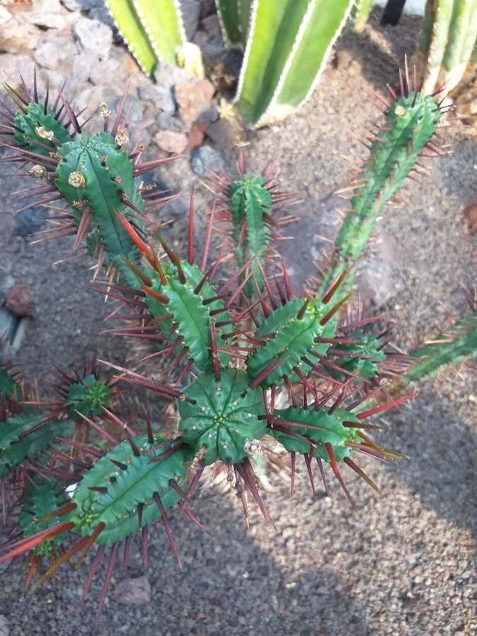 Euphorbia ferox leaf