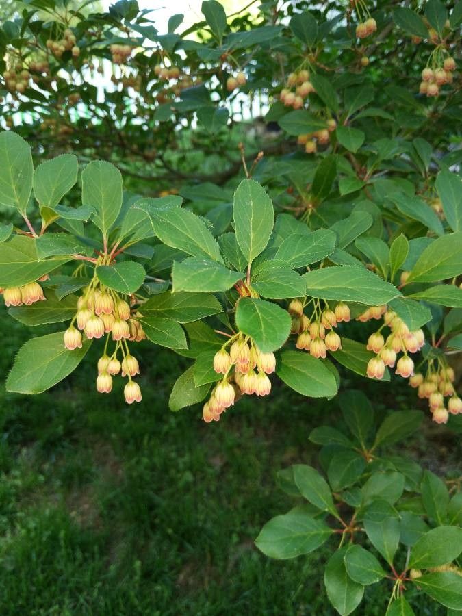 Enkianthus campanulatus flower