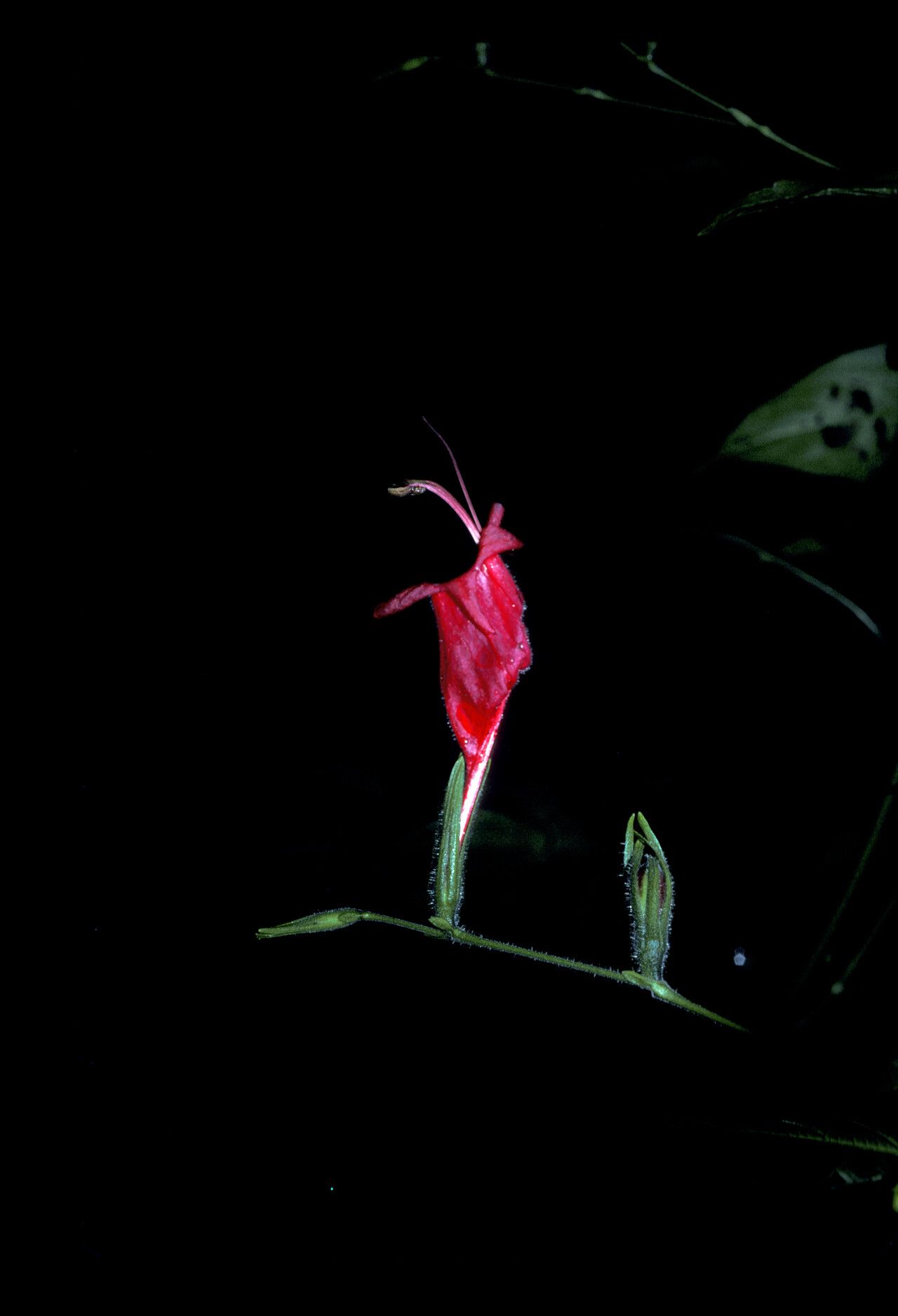 Ruellia inflata flower