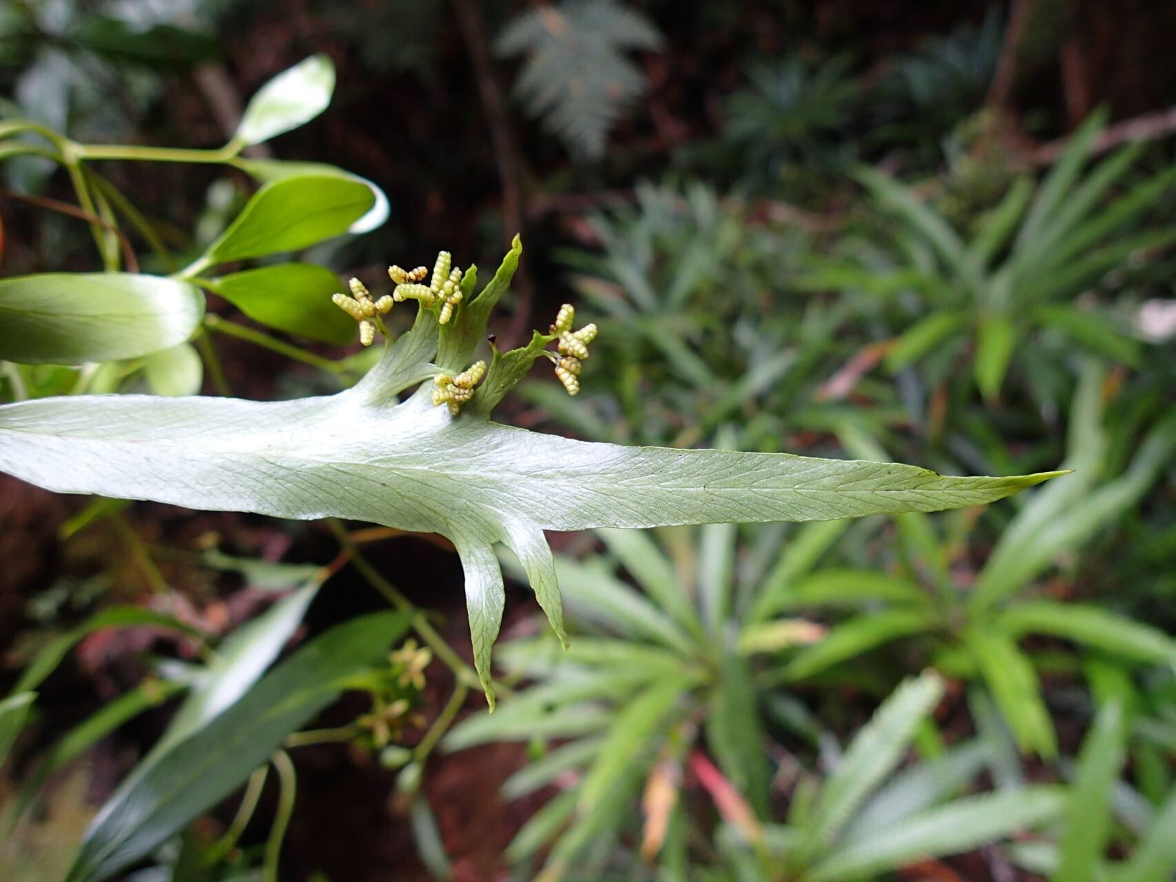 Lygodium hians — related species from the same genus