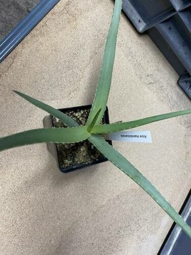 Aloe mandotoensis — houseplant care guide