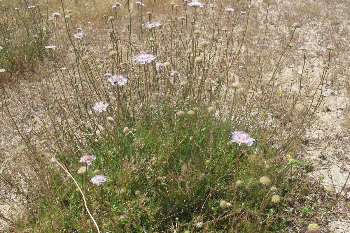 Pycnocomon intermedium leaf