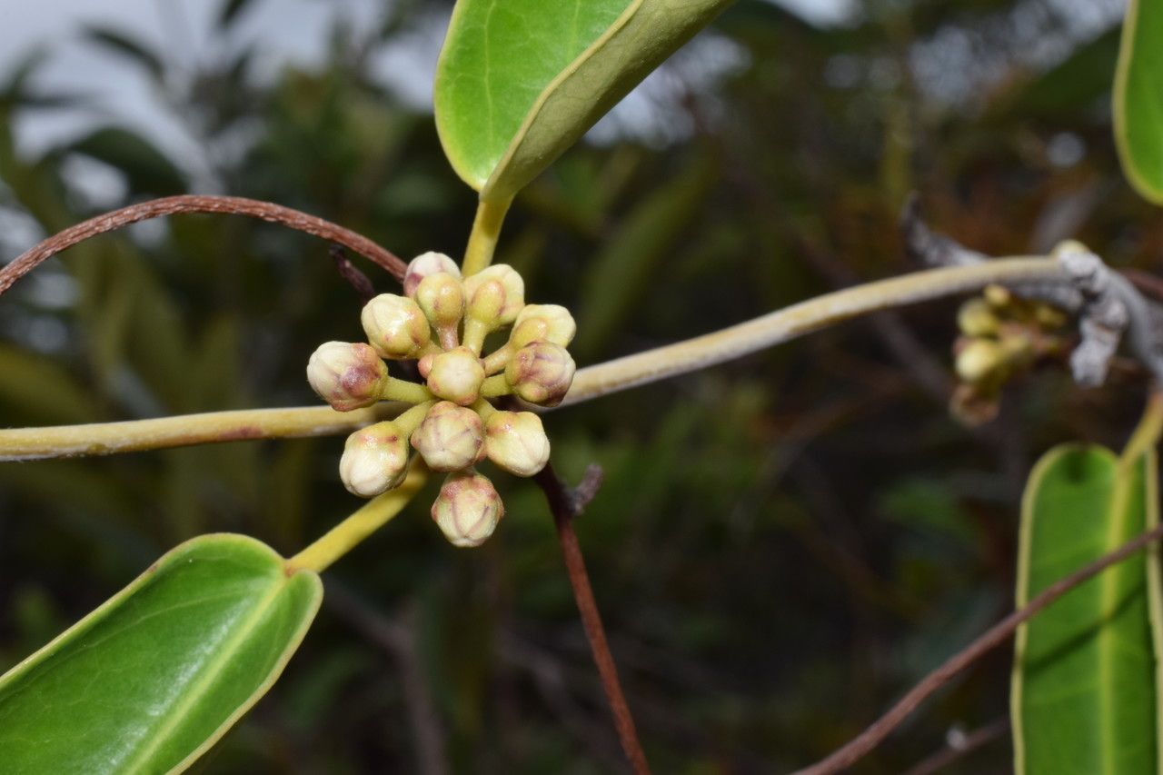 Marsdenia koniamboensis flower