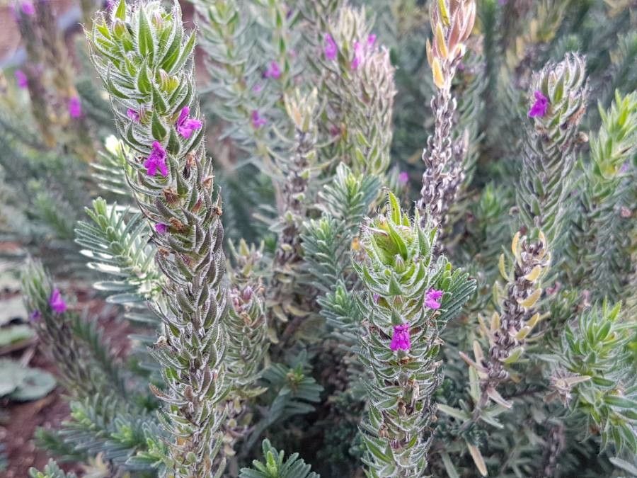 Thymbra spicata habit