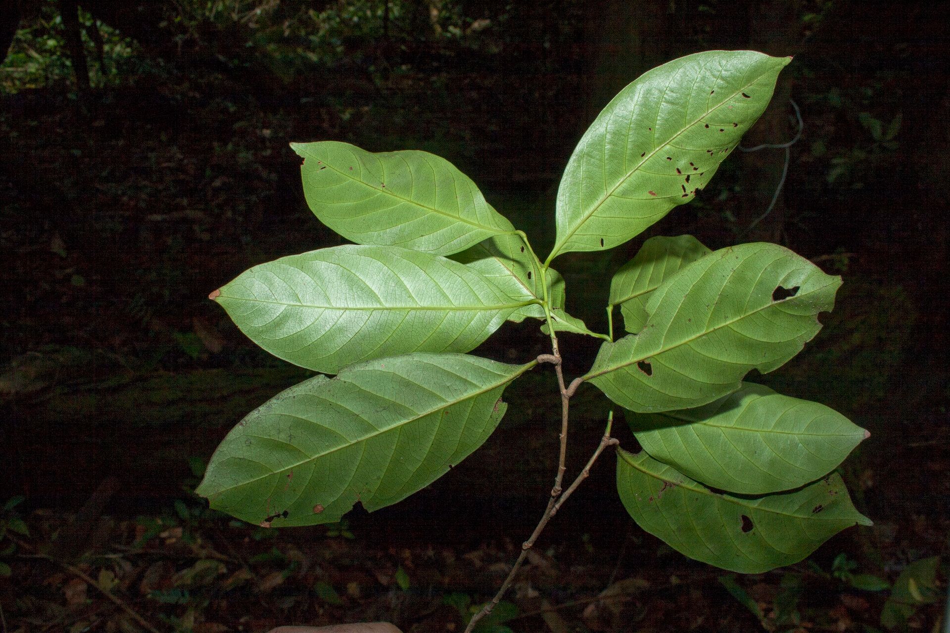 Licania occultans — houseplant care guide