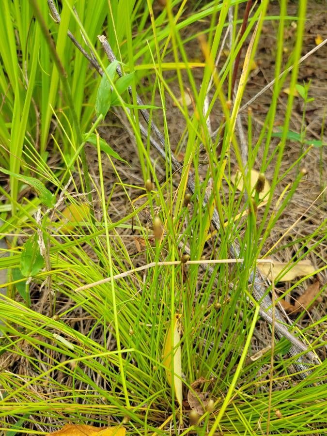 Eleocharis obtusa fruit