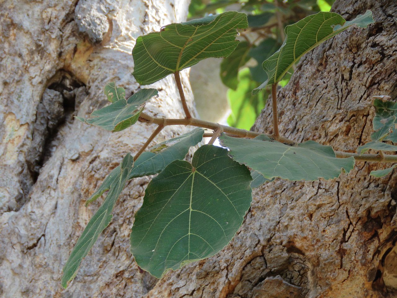 Ficus exasperata leaf