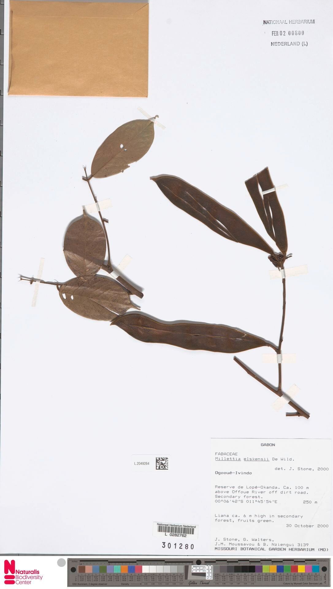 Millettia elskensii — houseplant care guide