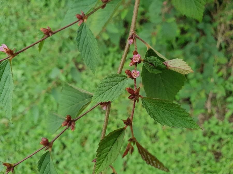Melochia nodiflora flower