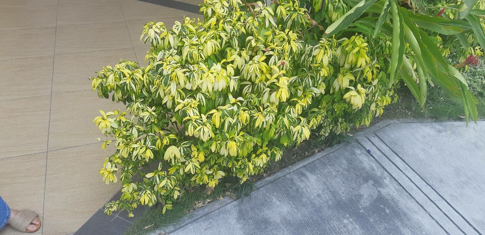 Ravenia spectabilis habit