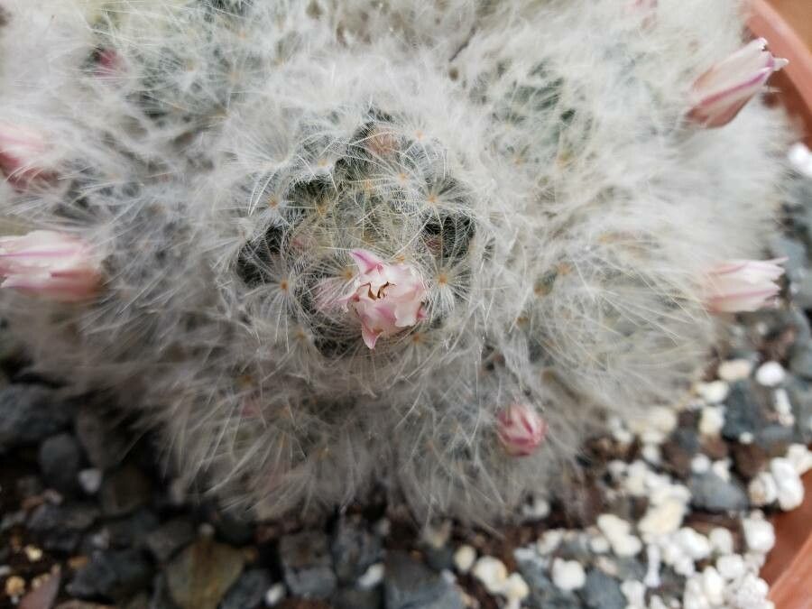 Mammillaria plumosa flower