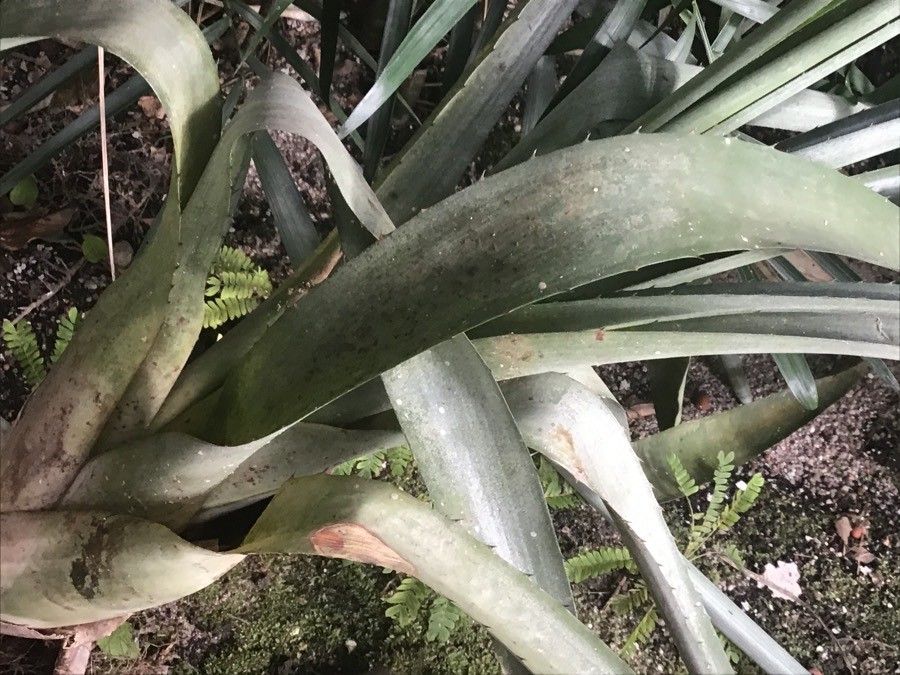 Aechmea bracteata — search result for 'Bahamas'