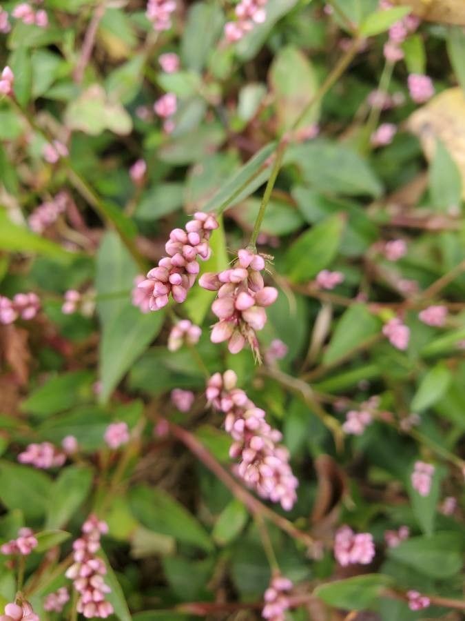 Polygonum persicaria flower