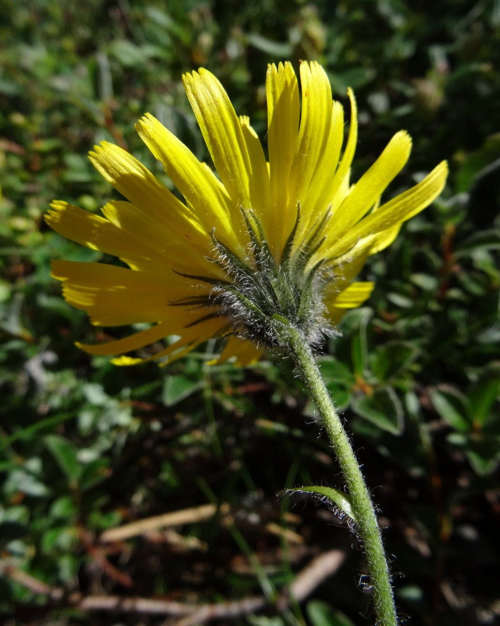 Hieracium piliferum flower