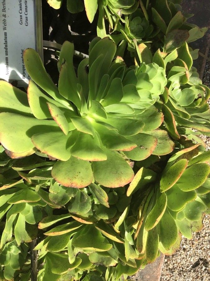 Aeonium undulatum leaf