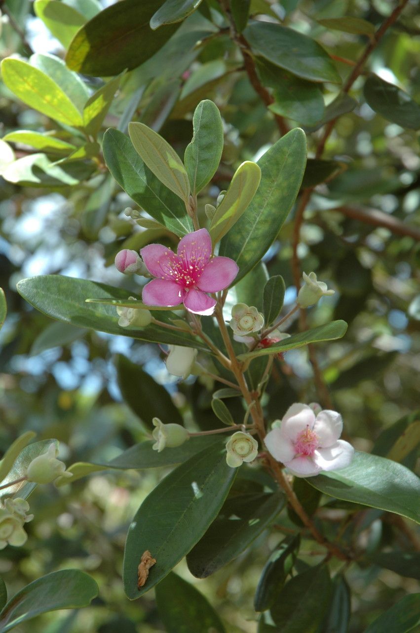 Rhodomyrtus tomentosa flower