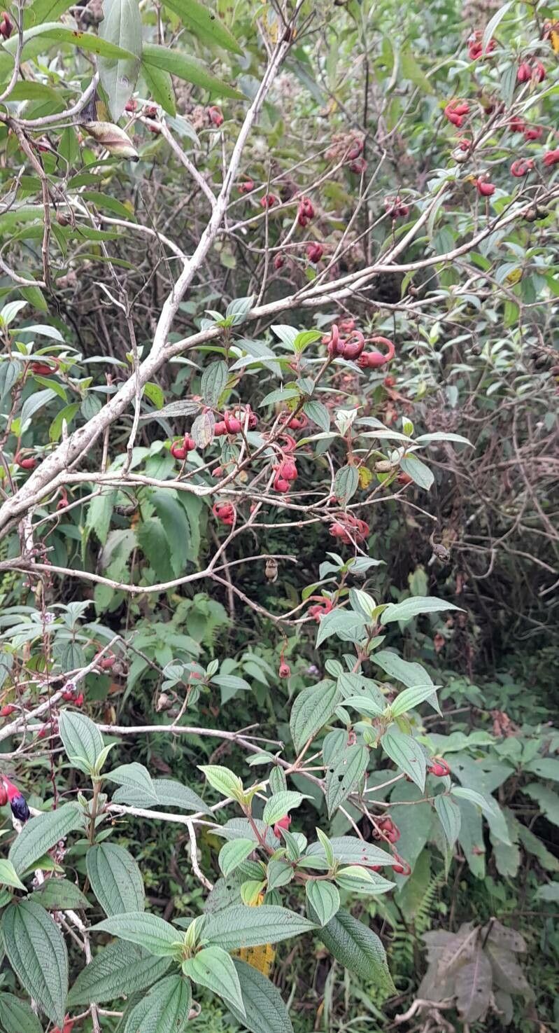 Brachyotum microdon habit